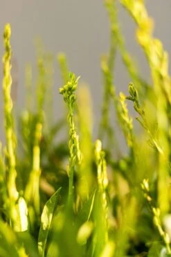 Kirschlorbeer / Prunus Laurocerasus Otto Luyken 6 Kirschlorbeer / Prunus Laurocerasus Otto Luyken -Seeds and Fertilizers Geschäft kirschlorbeer prunus laurocerasus otto luyken 50 60cm 1