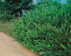 Kirschlorbeer / Prunus Laurocerasus Otto Luyken 7 Kirschlorbeer / Prunus Laurocerasus Otto Luyken -Seeds and Fertilizers Geschäft kirschlorbeer prunus laurocerasus otto luyken 50 60cm 2