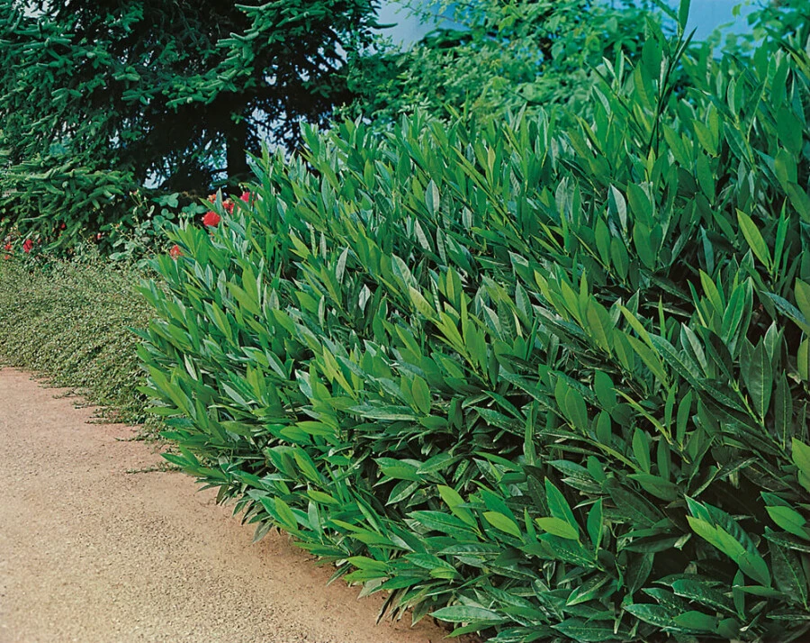 Kirschlorbeer / Prunus Laurocerasus Otto Luyken 4 Kirschlorbeer / Prunus Laurocerasus Otto Luyken – Bild 4