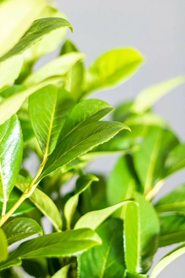 Kirschlorbeer / Prunus Laurocerasus Rotundifolia 3 Kirschlorbeer / Prunus Laurocerasus Rotundifolia – Bild 3