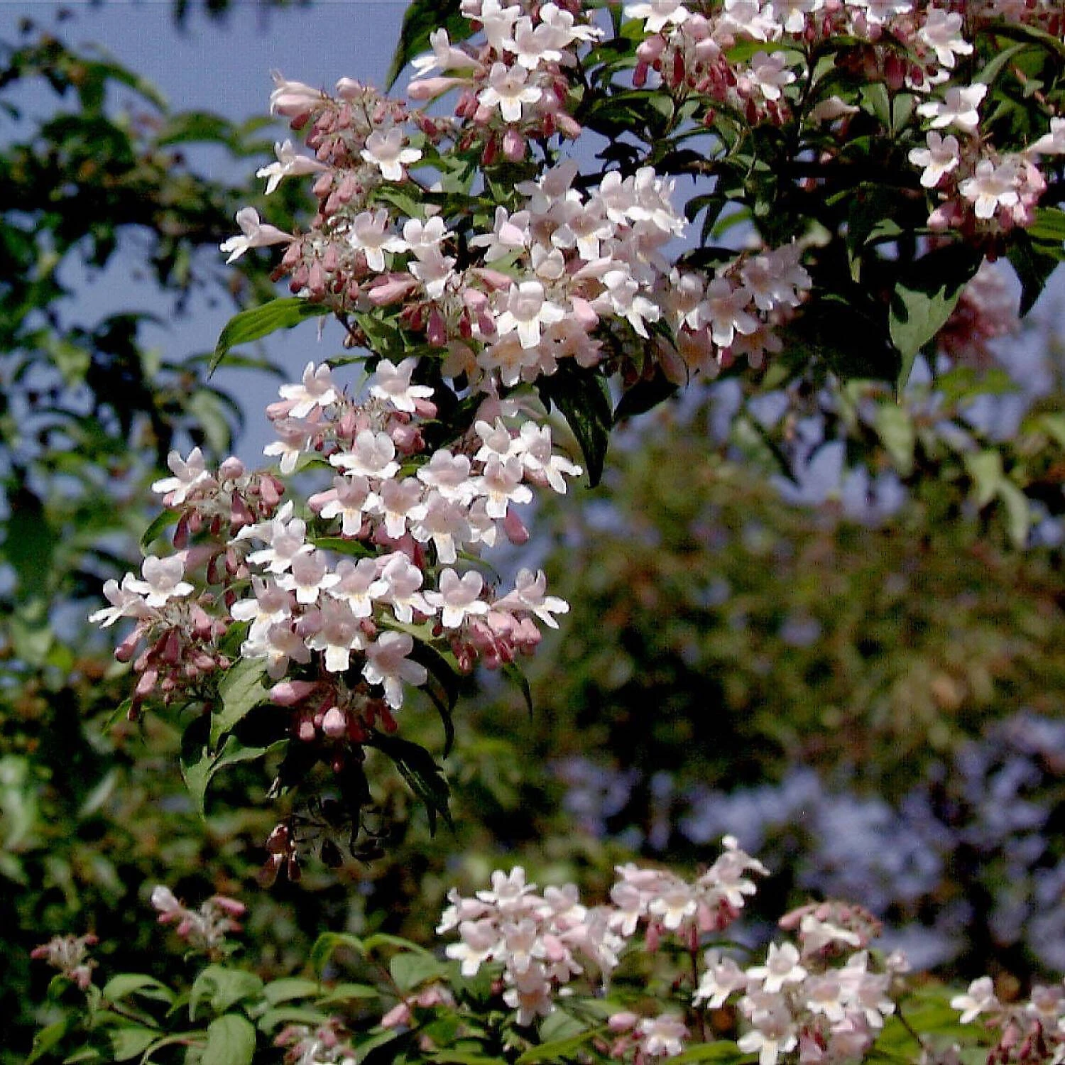Kolkwitzia Amabilis 'Rosea' 1 Kolkwitzia Amabilis 'Rosea'