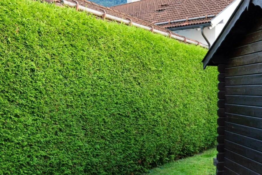 Lebensbaum / Thuja Occidentalis Brabant 6 Lebensbaum / Thuja Occidentalis Brabant – Bild 6