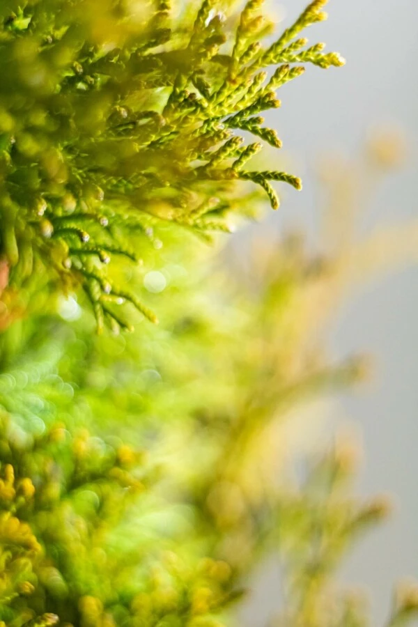 Lebensbaum / Thuja Occidentalis Smaragd 3 Lebensbaum / Thuja Occidentalis Smaragd – Bild 3