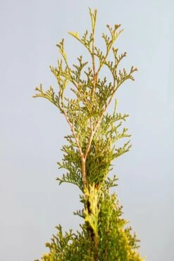 Lebensbaum / Thuja Occidentalis Smaragd 8 Lebensbaum / Thuja Occidentalis Smaragd -Seeds and Fertilizers Geschäft lebensbaum thuja occidentalis smaragd 200 225cm 2