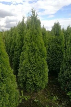 Lebensbaum / Thuja Occidentalis Smaragd 9 Lebensbaum / Thuja Occidentalis Smaragd -Seeds and Fertilizers Geschäft lebensbaum thuja occidentalis smaragd 200 225cm 3