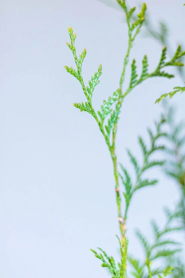 Lebensbaum / Thuja Plicata Atrovirens 4 Lebensbaum / Thuja Plicata Atrovirens – Bild 4