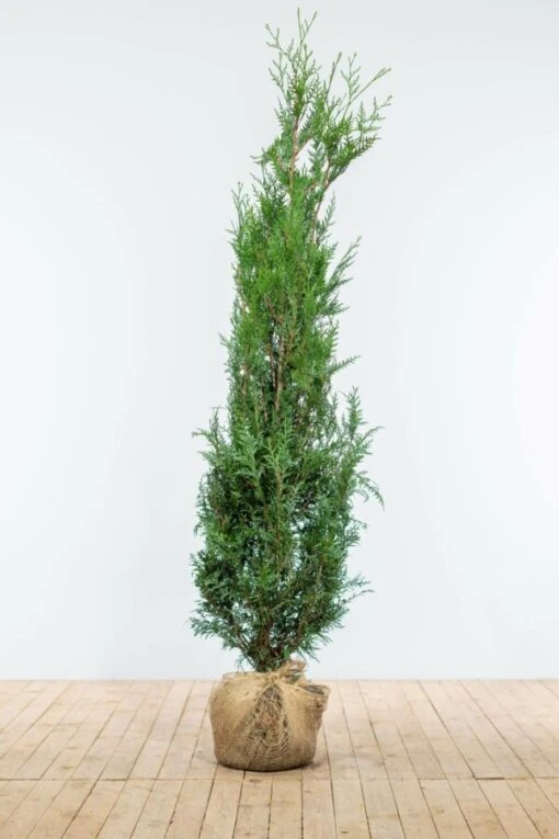 Lebensbaum / Thuja Plicata Atrovirens -Seeds and Fertilizers Geschäft lebensbaum thuja plicata atrovirens 175 200cm ballen