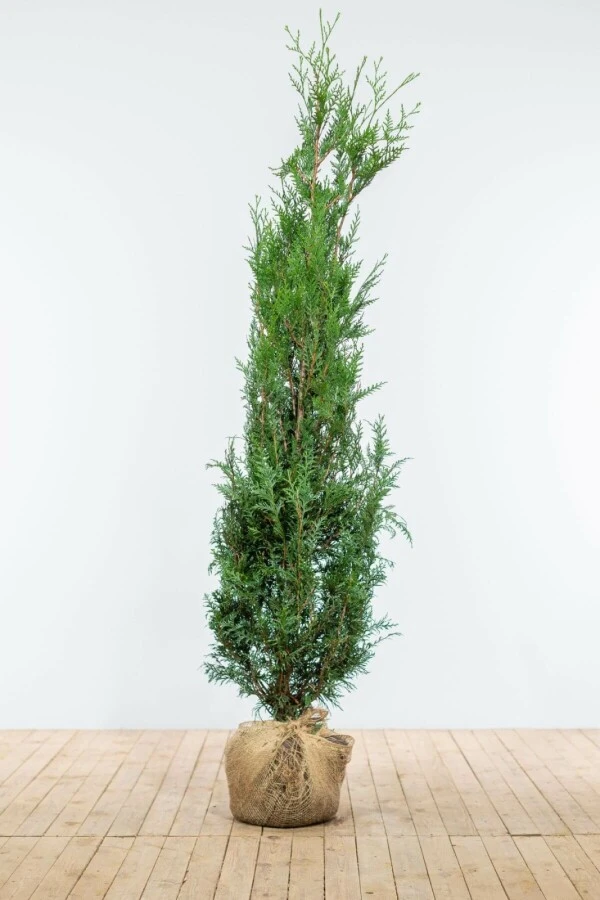 Lebensbaum / Thuja Plicata Atrovirens 1 Lebensbaum / Thuja Plicata Atrovirens