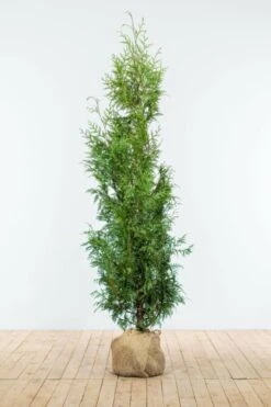 Lebensbaum / Thuja Plicata Excelsa