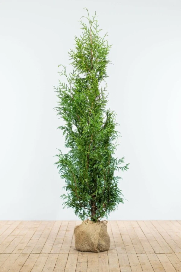 Lebensbaum / Thuja Plicata Excelsa 1 Lebensbaum / Thuja Plicata Excelsa