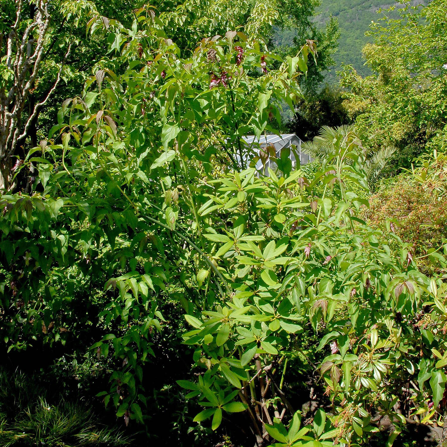 Leycesteria Formosa 1 Leycesteria Formosa