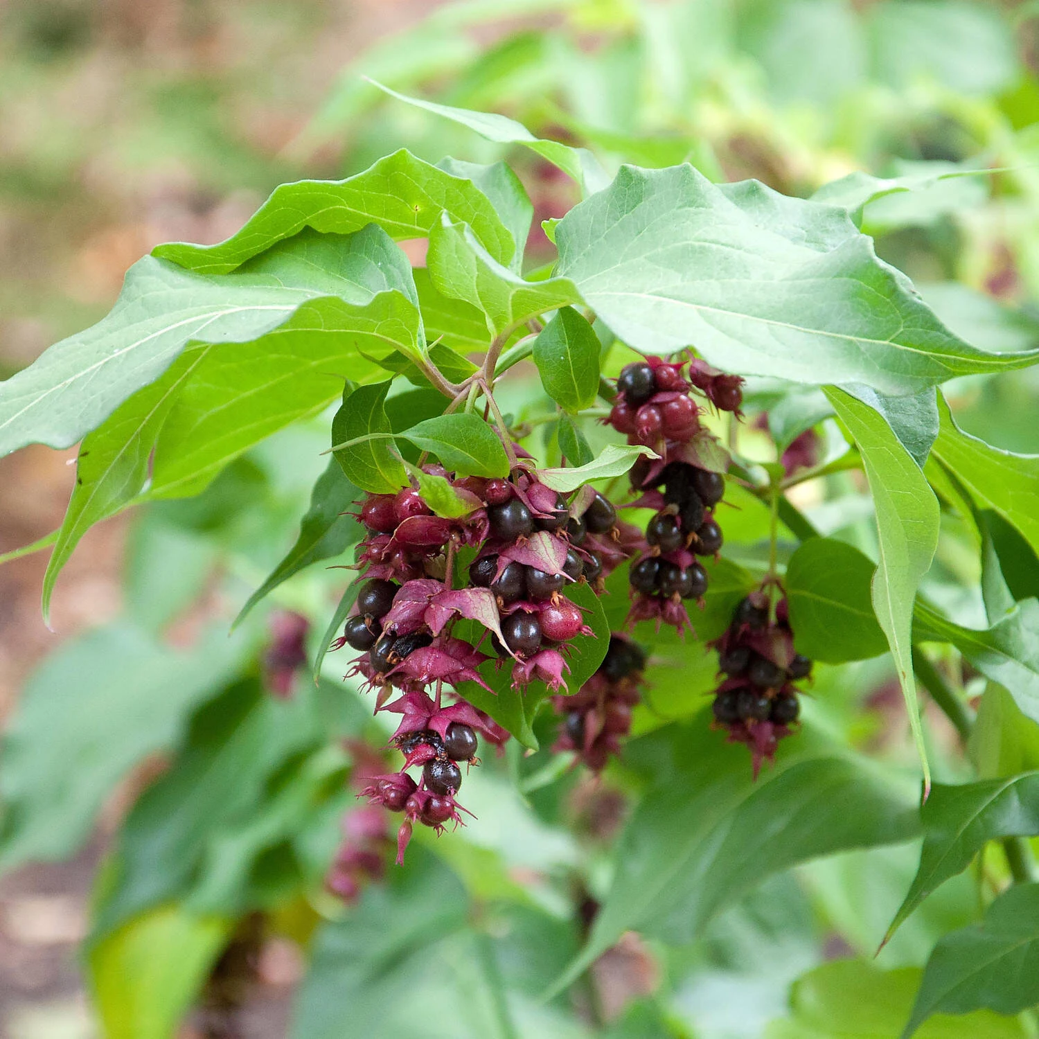 Leycesteria Formosa 2 Leycesteria Formosa – Bild 2