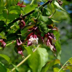 Leycesteria Formosa 5 Leycesteria Formosa -Seeds and Fertilizers Geschäft leycesteria formosa3