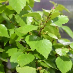 Betula Pendula 'Magical Globe' -Seeds and Fertilizers Geschäft lollypop birke betula pendula magical globe4