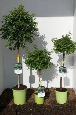 Betula Pendula 'Magical Globe' -Seeds and Fertilizers Geschäft lollypop birke betula pendula magical globe5