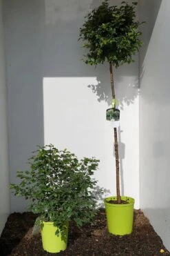 Betula Pendula 'Magical Globe' -Seeds and Fertilizers Geschäft lollypop birke betula pendula magical globe6