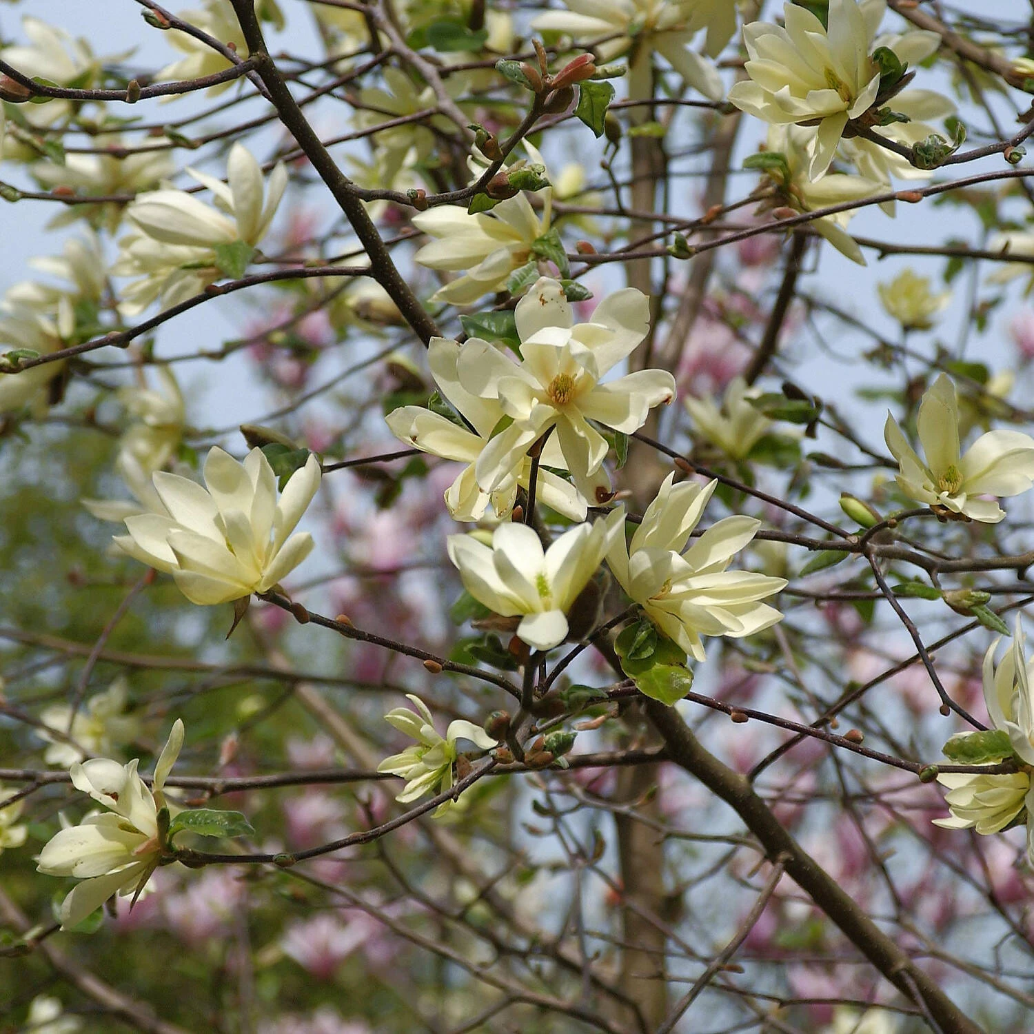 Magnolia 'Goldstar' 1 Magnolia 'Goldstar'