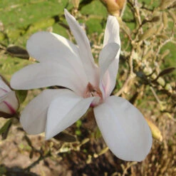 Magnolia Soulangiana