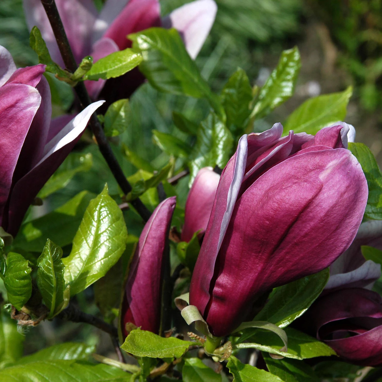 Magnolia Soulangiana 'Genie' 1 Magnolia Soulangiana 'Genie'