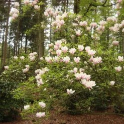 Magnolia Soulangiana 6 Magnolia Soulangiana -Seeds and Fertilizers Geschäft magnolia soulangiana3