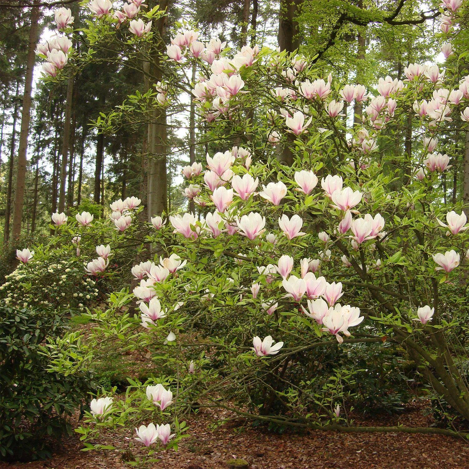 Magnolia Soulangiana 3 Magnolia Soulangiana – Bild 3