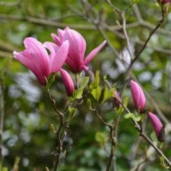 Magnolia Sprengeri 'Galaxy'