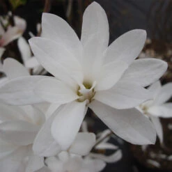 Magnolia Stellata