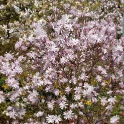 Magnolia Stellata 'George Henry Kern'