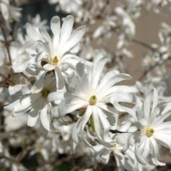 Magnolia Stellata 'Royal Star'