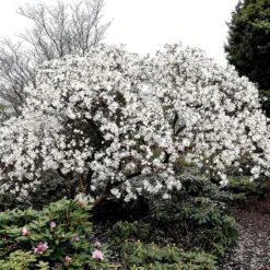 Magnolia Stellata 'Waterlily'