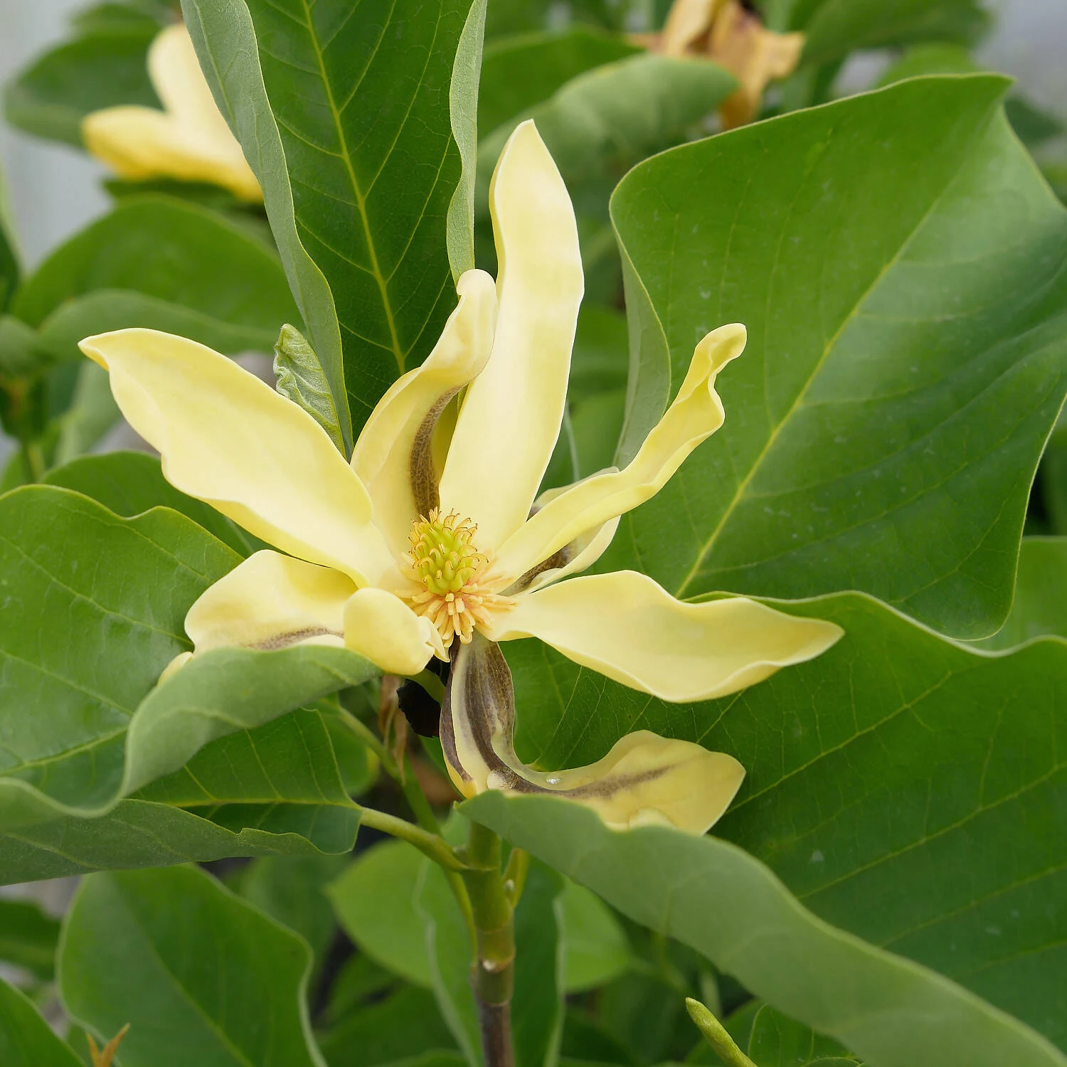 Magnolia 'Yellow River' 1 Magnolia 'Yellow River'