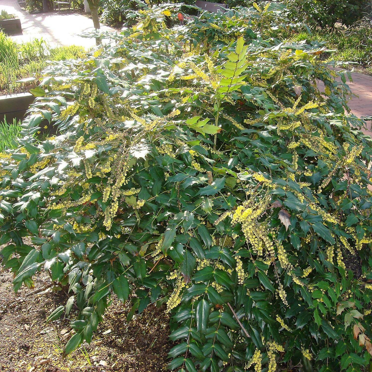 Mahonia Media 'Winter Sun' 1 Mahonia Media 'Winter Sun'