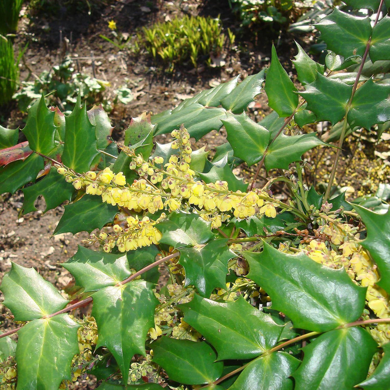 Mahonia Media 'Winter Sun' 2 Mahonia Media 'Winter Sun' – Bild 2