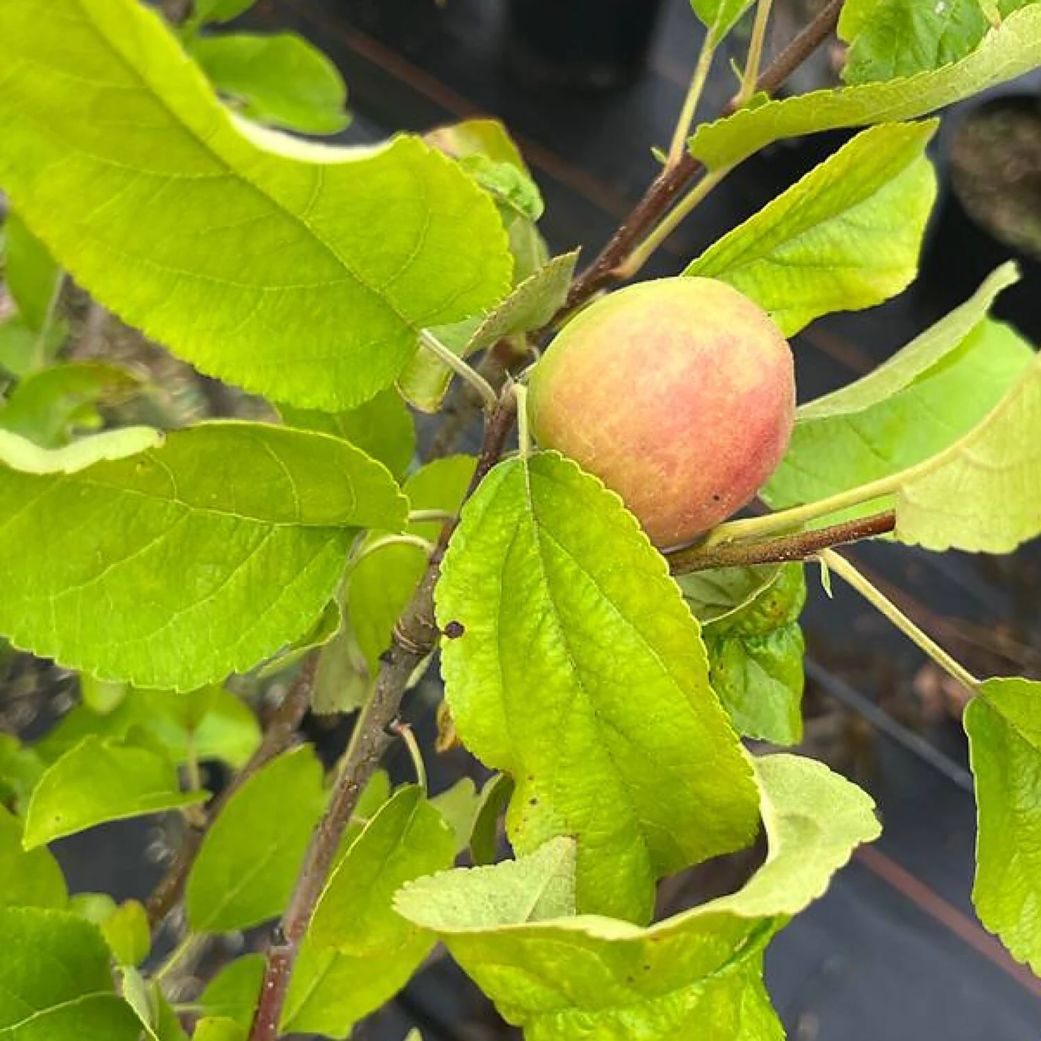 Malus Domestica 'Alkmene' 1 Malus Domestica 'Alkmene'