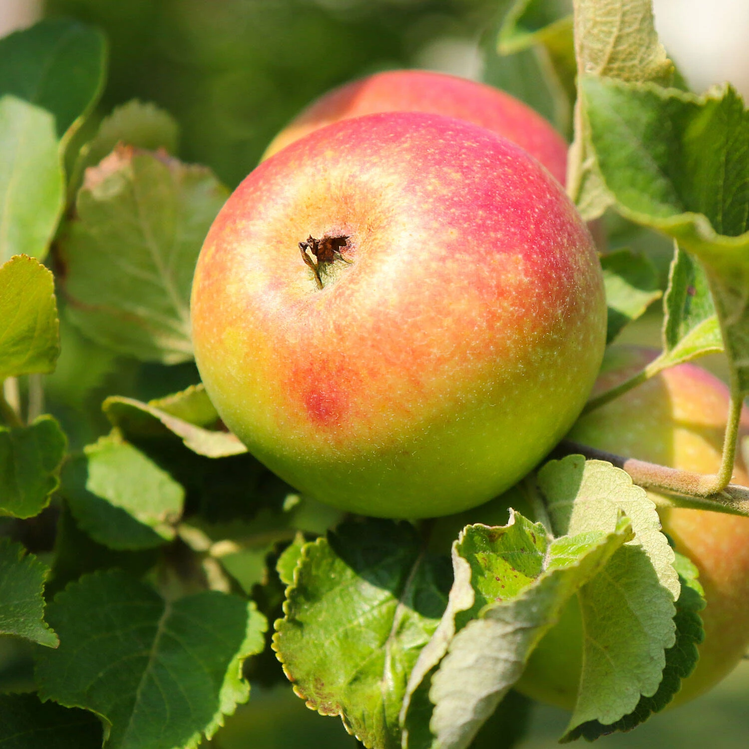 Malus Domestica 'Alkmene' 2 Malus Domestica 'Alkmene' – Bild 2
