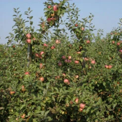 Malus Domestica 'Cox Orange'