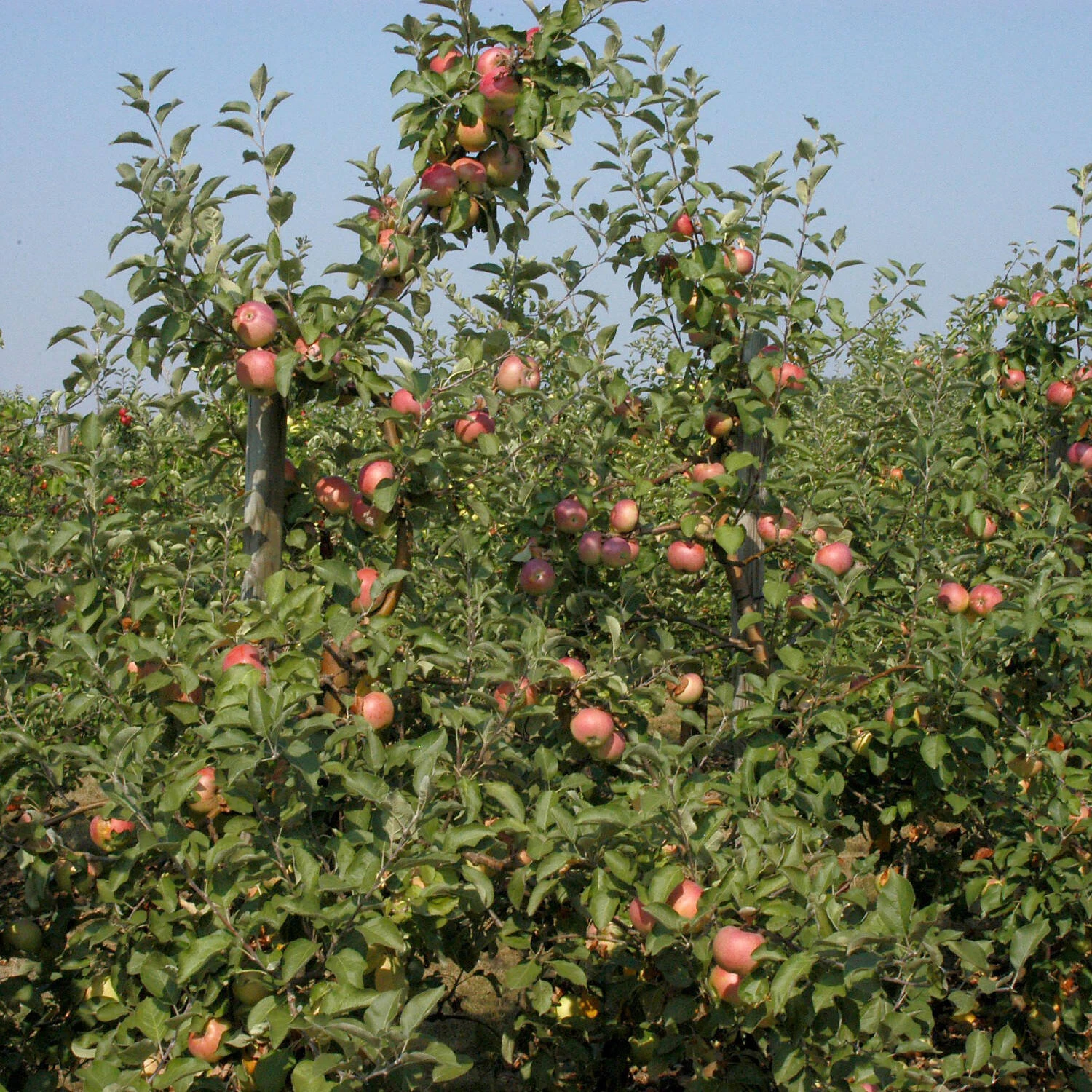 Malus Domestica 'Cox Orange' 1 Malus Domestica 'Cox Orange'