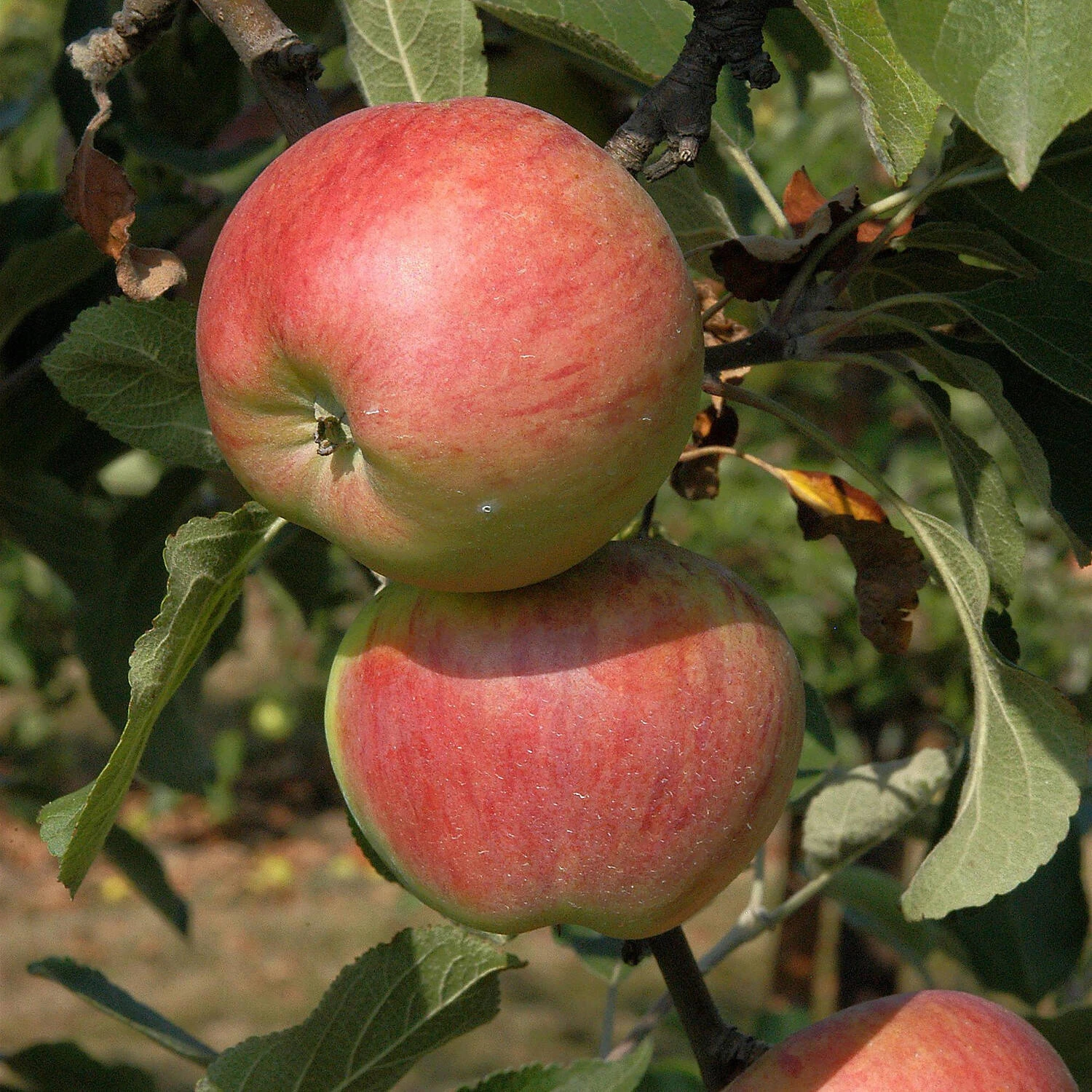 Malus Domestica 'Cox Orange' 2 Malus Domestica 'Cox Orange' – Bild 2