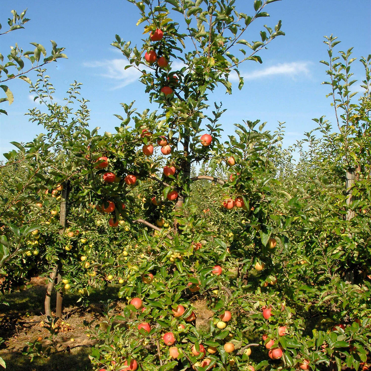 Malus Domestica 'Gala' 1 Malus Domestica 'Gala'