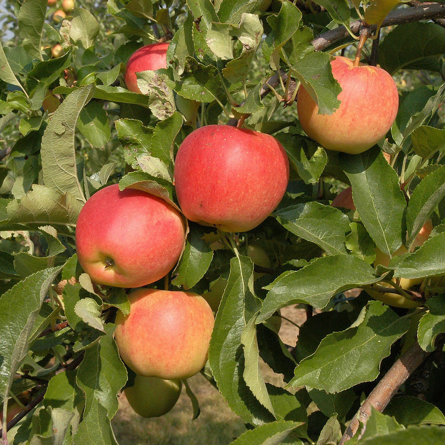 Malus Domestica 'Gala' 2 Malus Domestica 'Gala' – Bild 2