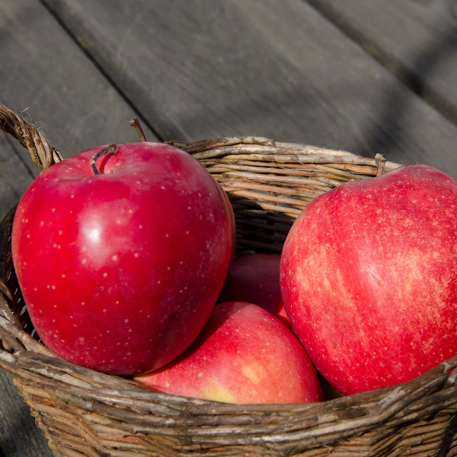 Malus Domestica 'Gloster' 1 Malus Domestica 'Gloster'