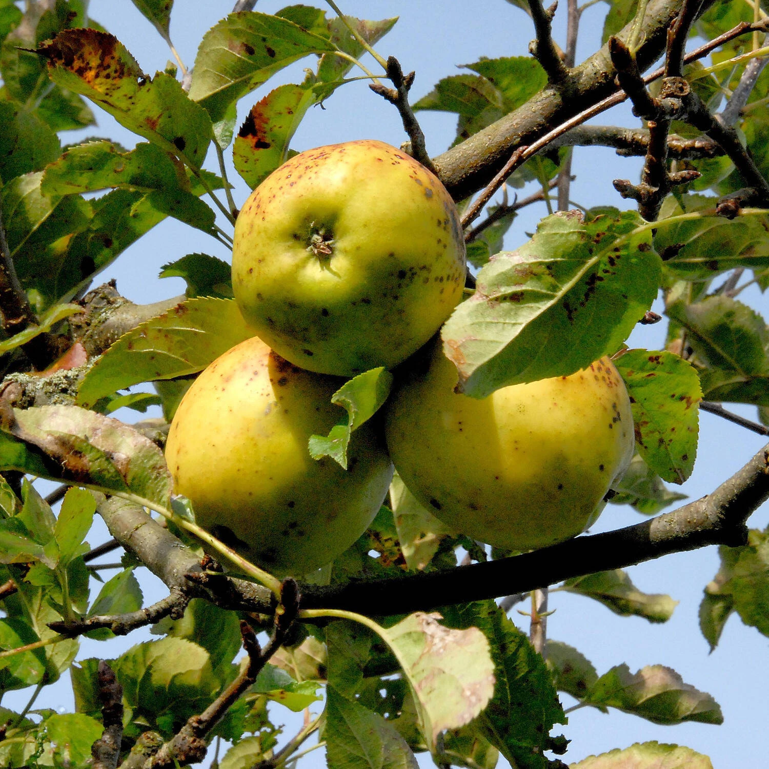 Malus Domestica 'Golden Delicious' 1 Malus Domestica 'Golden Delicious'