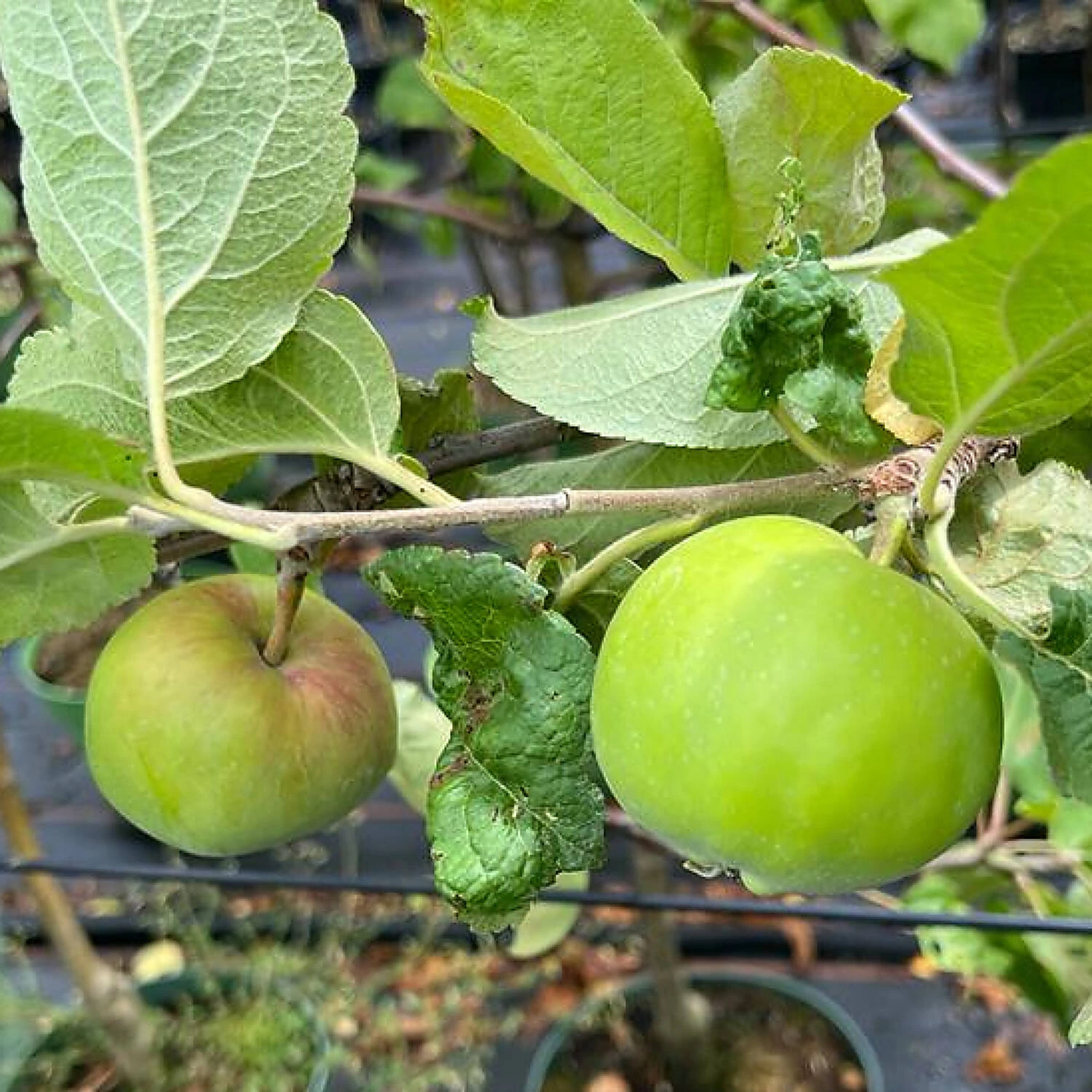 Malus Domestica 'Gravensteiner' 1 Malus Domestica 'Gravensteiner'