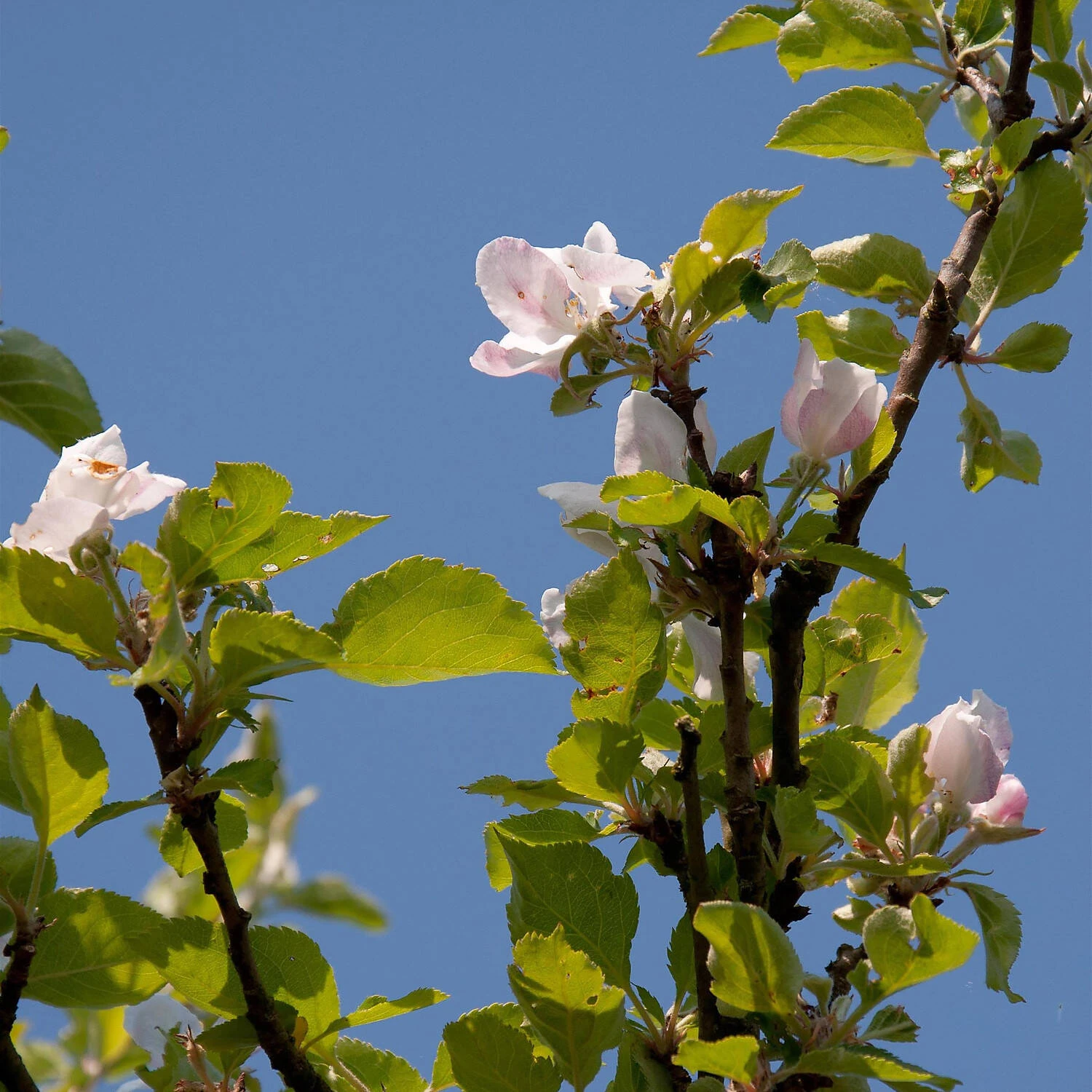 Malus Domestica 'Holsteiner Cox' 1 Malus Domestica 'Holsteiner Cox'