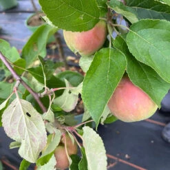 Malus Domestica 'Ingold'