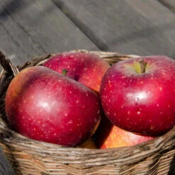 Malus Domestica 'Ingrid Marie'