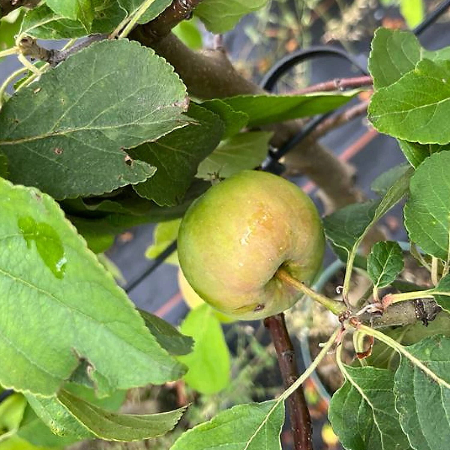 Malus Domestica 'Jamba' 1 Malus Domestica 'Jamba'