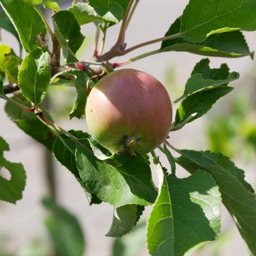 Malus Domestica 'James Grieve' 1 Malus Domestica 'James Grieve'