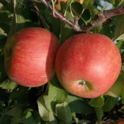 Malus Domestica 'Jonagold'