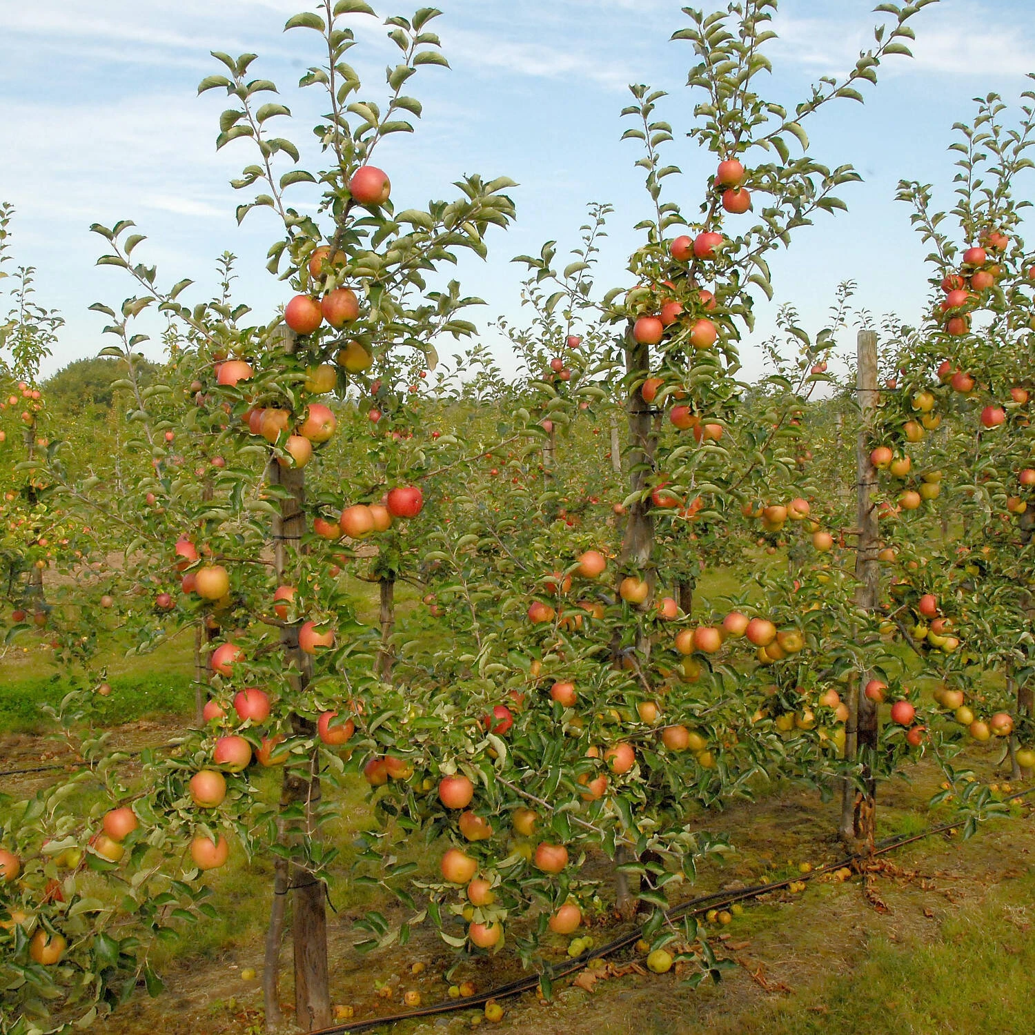 Malus Domestica 'Jonagold' 2 Malus Domestica 'Jonagold' – Bild 2